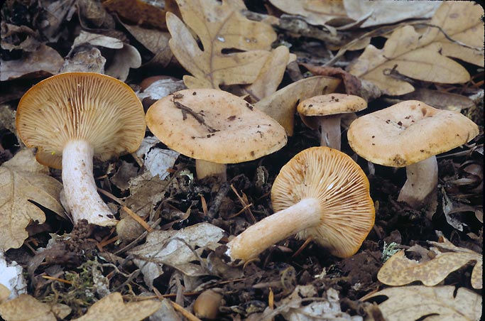 Lactarius luculentus var luculentus